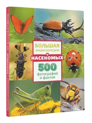 Насекомые для детей 🐝 Учим насекомых 🐞 Насекомые мультик 🐜 Насекомые  звуки 🕷 Развивающие мультики - YouTube