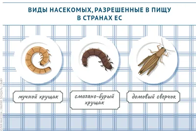 Коллапс популяции насекомых: новые данные связывают его с плотинами -  Международный научный совет