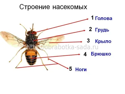 Нашествие насекомых взволновало жителей Ставрополя