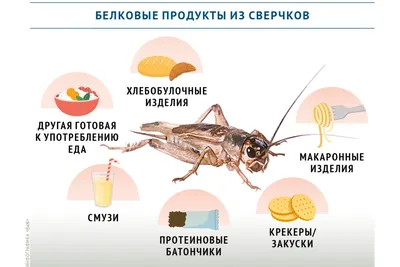 Учёные обобщили данные о динамике численности насекомых