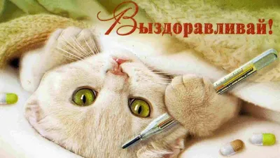 Pikabu, не болей! | Пикабу