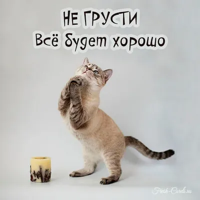 Кот Матроскин🐾 | Не грусти 😿 Всё будет хорошо 😜 | Дзен