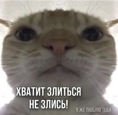 не злись пикча | Memes, Animals, Wake