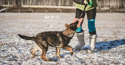 DON KAIROS черной немецкие овчарки, суки питомника. Черные немецкие овчарки  купить щенков Украина, черные немецкие очарки купить щенков Россия