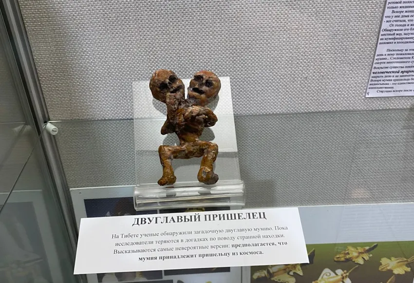 Зеленоголовый Инопланетянин С Черными Большими Стеклянными Глазами Концепция Нло Инопланетяне Контакт С Внеземной Цивилизацией 3d Иллю — стоковые фотографии и другие картинки Воображение - iStock Зеленоголовый Инопланетянин С Черными Большими Стеклянными Глазами Концепция Нло Инопланетяне Контакт С Внеземной Цивилизацией 3d Иллю — стоковые фотографии и другие картинки Воображение - iStock