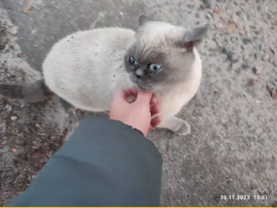 cat (прикольные картинки с кошками) / смешные картинки и другие приколы:  комиксы, гиф анимация, видео, лучший интеллектуальный юмор.