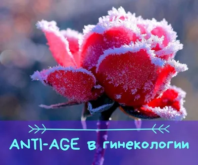 https://www.instagram.com/kiz.ru/