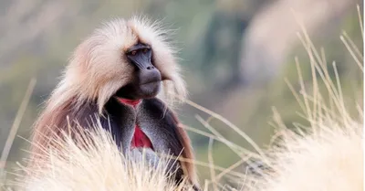 Игрушка фигурка Masai Mara Семья обезьян мандрил Мир диких животных купить  по цене 720 ₽ в интернет-магазине Детский мир