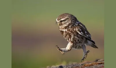 Картинки по запросу ой все сова | Owl, Owl pictures, Animals beautiful