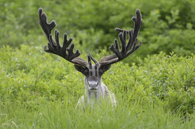 Северный олень (Rangifer tarandus)