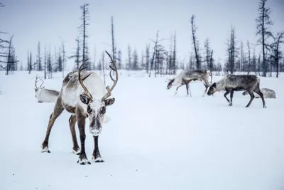 Северный олень reindeer | Олень рисунок, Олень картины, Голова оленя силуэт