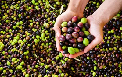 Оливки и маслины - описание продукта, как выбирать, как готовить, читайте  на Gastronom.ru