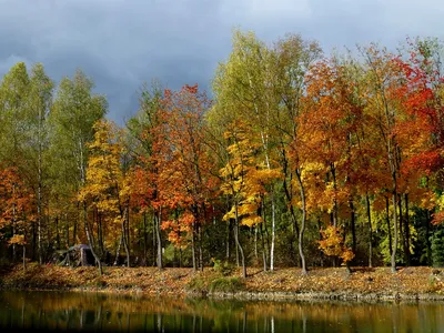 осенний лес