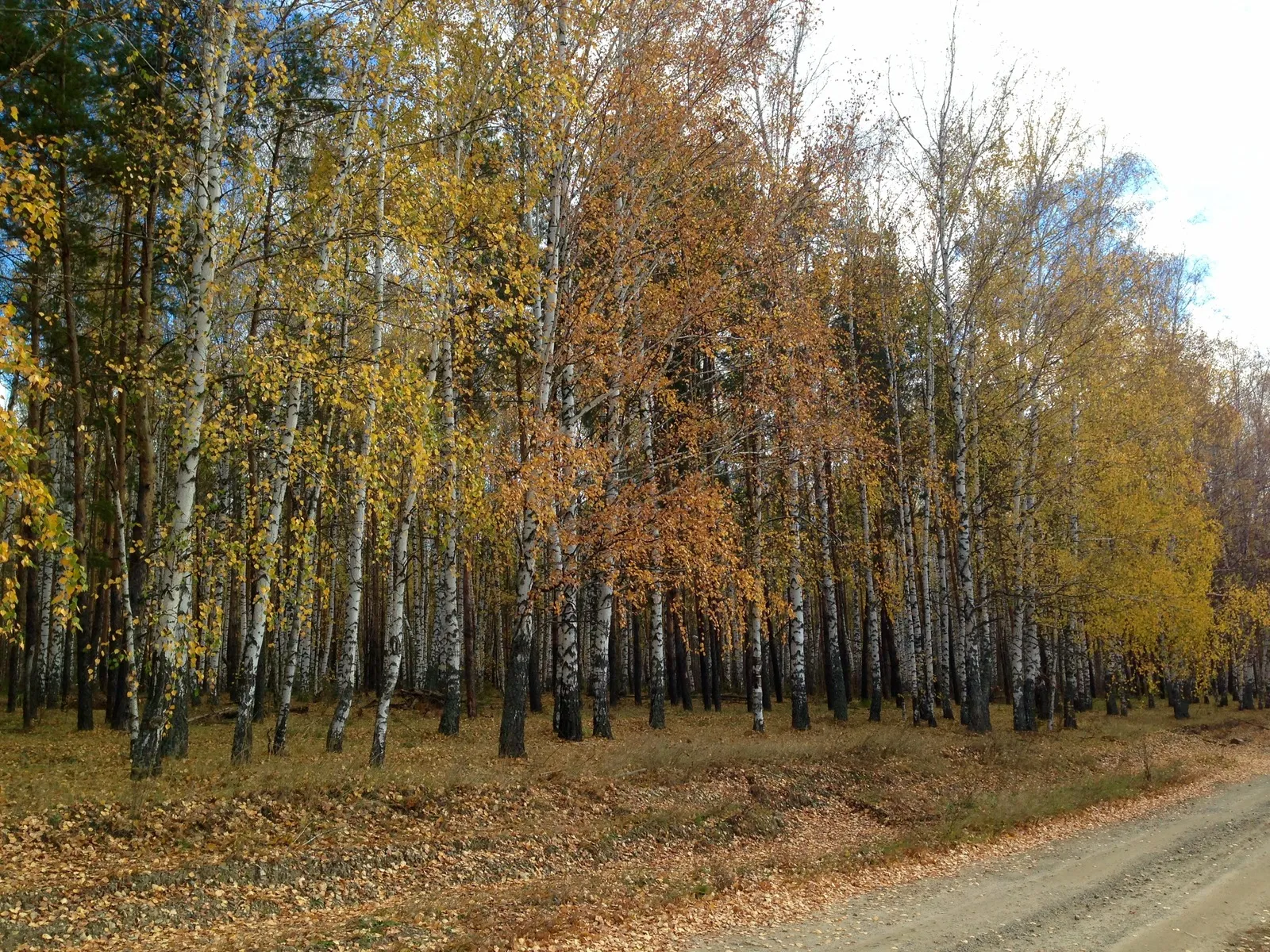 Картинки Осень Природа лес речка деревьев сезон года Картинки Осень Природа лес речка деревьев сезон года