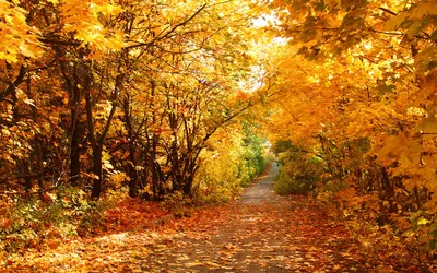 Осень, горы, лес... | Nature photography, Pretty landscapes, Fall wallpaper