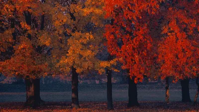 Заставки на рабочий стол осень золотая - 60 фото