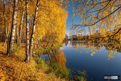 Золотая осень в Москве