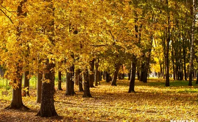 Фотография фотографа - золотая осень в Царском селе... | Autumn scenery,  Scenery, Autumn scenes