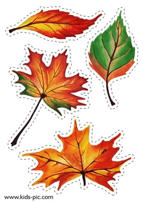 кленовый лист шаблон для вырезания из бумаги | Leaf template, Fall leaf  template, Fall crafts