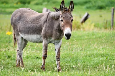 Домашний осел (Equus asinus dom) — Зоопарк «Лимпопо» г. Нижний Новгород –  Нижегородский зоопарк