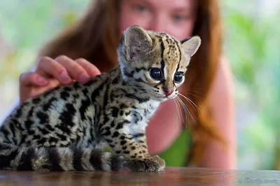 Пушистый Оцелот 🐈 - крокодил 🐊 с …» — создано в Шедевруме