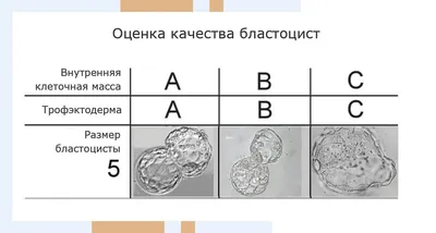 Какая оценка самая объективная? | Хакнем Школа | Дзен