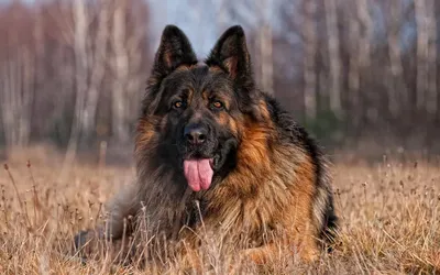 Немецкая овчарка | German sheperd dogs, Shepherd dog breeds, German shepherd