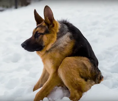 Как назвать щенка немецкой овчарки | Purina