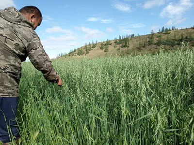 Натуральный Овса В Ложкой На Фоне, Крупным Планом Выстрел Фотография,  картинки, изображения и сток-фотография без роялти. Image 64176962