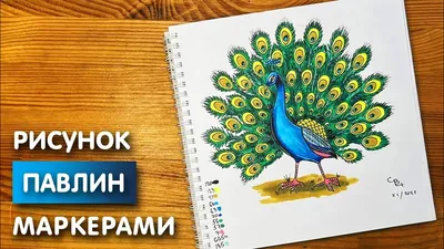 взрослая самка павлина на прогулке Stock Photo | Adobe Stock