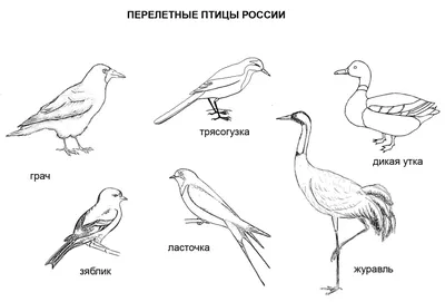 Пролетные птицы - 56 фото