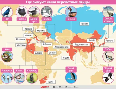 Где зимуют и когда возвращаются перелётные птицы? | Инфографика |  Вопрос-Ответ | Аргументы и Факты