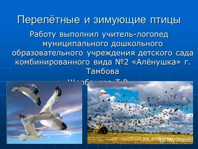 Комплект \"Зимующие и перелетные птицы России\" - Клуб Веселых Непосед -  скачать на Wildberries Цифровой | 182169