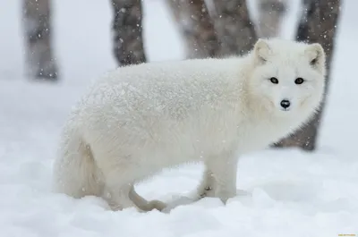 Песец