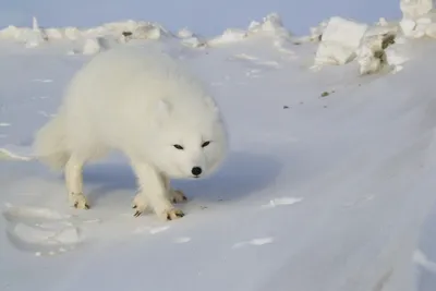 ПЕСЕЦ