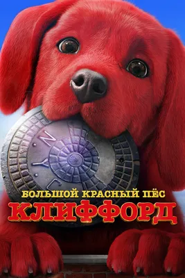 Бомбический Пёс #ТикТокПэт #tiktokpets #собака #recommendations | TikTok