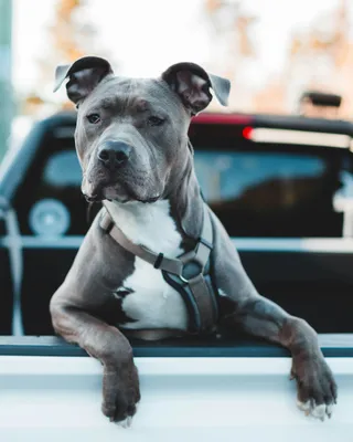 1000+ Pitbull Pictures | Download Free Images on Unsplash