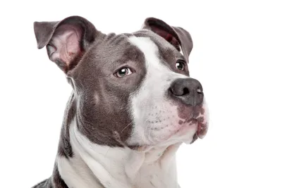 American Pit Bull Terrier Health and Care | PetMD