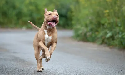 Pit Bull Returned to New Jersey Shelter 11 Months After Being Adopted