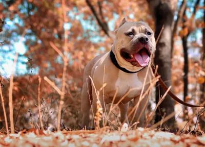 american-pitbull-terrier-hd-wallpapers-new-background-desktop-pitbull-dogs-images-widescreen  - Alissa D. Hascup