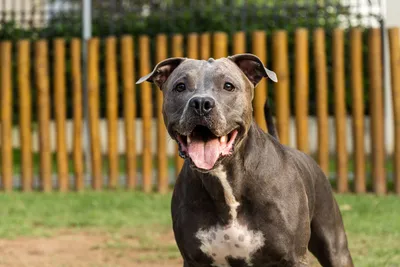 Exploring Various Types Of Pitbulls: Beyond The Stereotypes