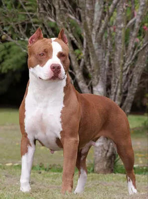 Adorable 3-Month-Old Pitbull Puppy