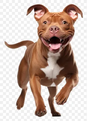 100+] Dog Pitbull Wallpapers | Wallpapers.com