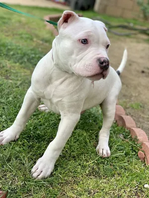 Colby Pitbull - Taglec