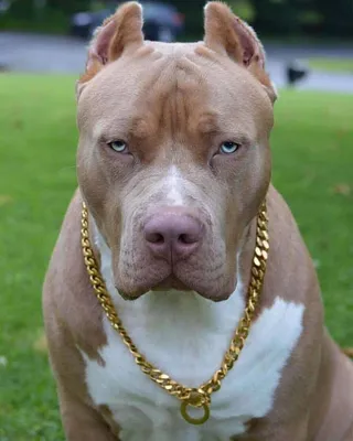 Funny image of a pitbull in a red suit giving a speech on stage on Craiyon