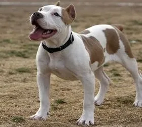 29 Pitbull Mixed Breeds (With Pictures)