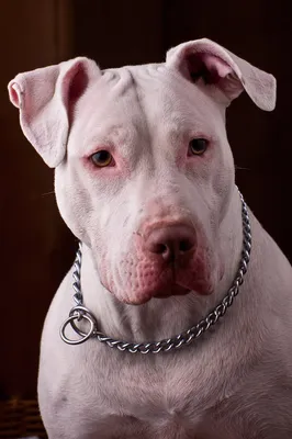 File:White Pitbull.jpg - Wikimedia Commons