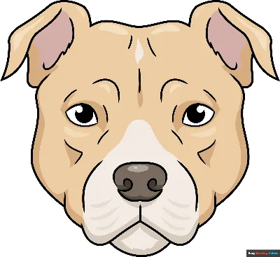 Pitbull Dog Pet - Free photo on Pixabay - Pixabay