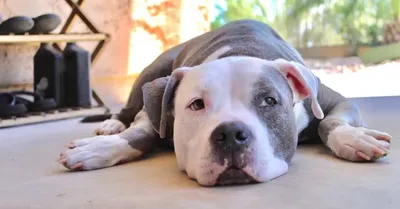 Average Life Expectancy of Pitbull | Blog - Calming Dog