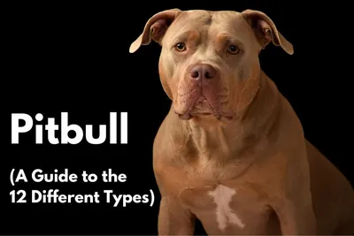 Grey Pitbull Breed Guide: Everything You Need to Know - Wild Earth